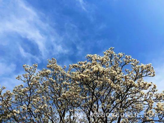 3月15日起条例护航，上海古树名木“明星”登场