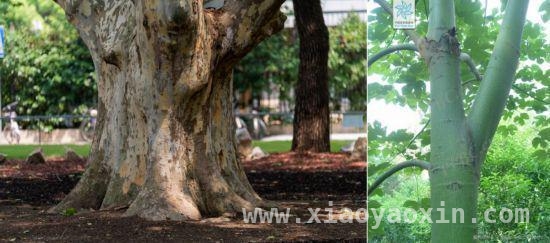 3月15日起条例护航，上海古树名木“明星”登场