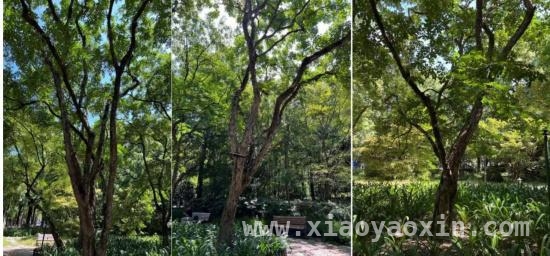 3月15日起条例护航，上海古树名木“明星”登场
