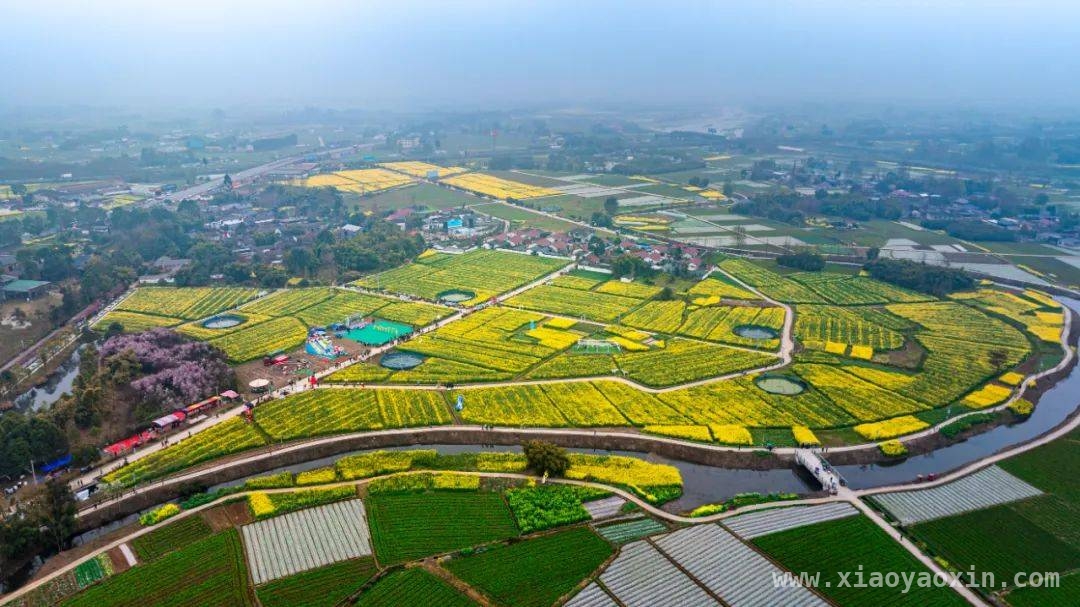 什邡南泉油菜花文化旅游节，点亮春日乡村新活力