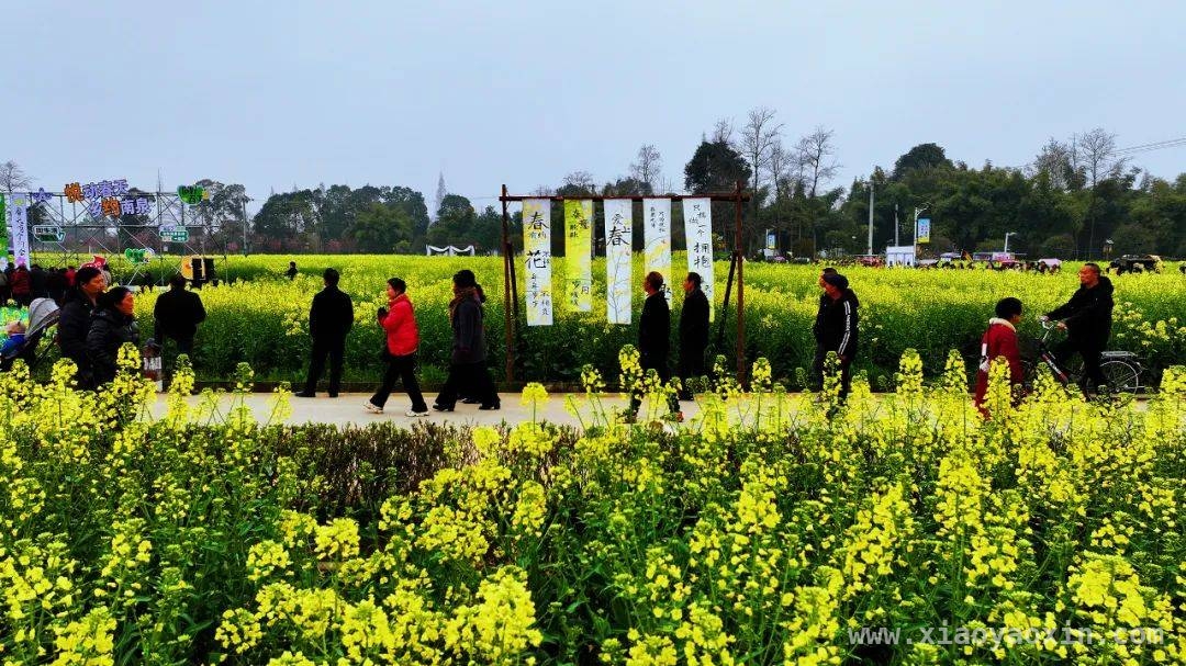 什邡南泉油菜花文化旅游节，点亮春日乡村新活力