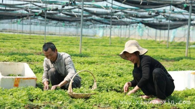 艾米果飘香，赣州艾草产业开启发展新篇