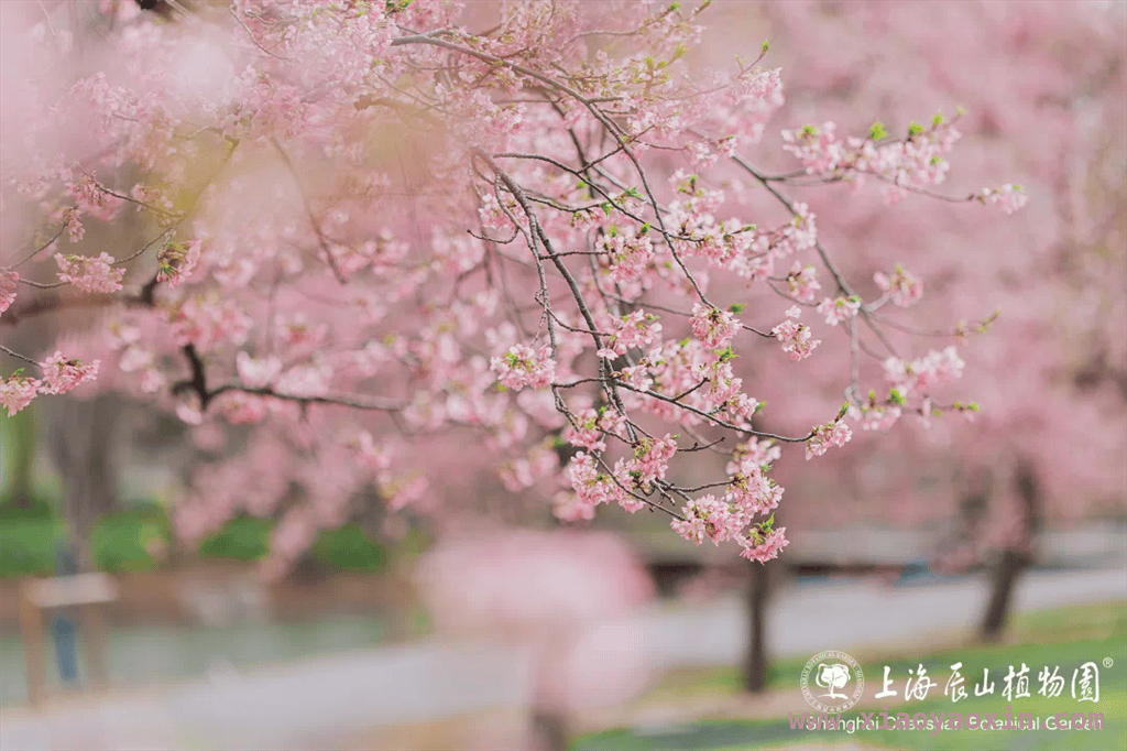 上海樱花季，浪漫赏樱之旅开启 寻春上海，在樱花海洋中沉醉