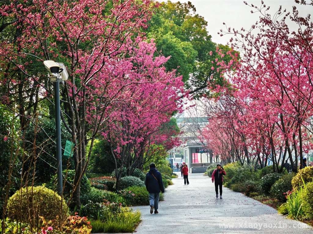 上海樱花季，浪漫赏樱之旅开启 寻春上海，在樱花海洋中沉醉