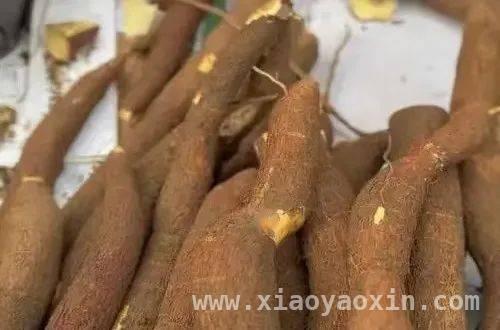 东南亚木薯：丰收背后的农民心酸，东南亚木薯产业：繁荣背后的危机与出路