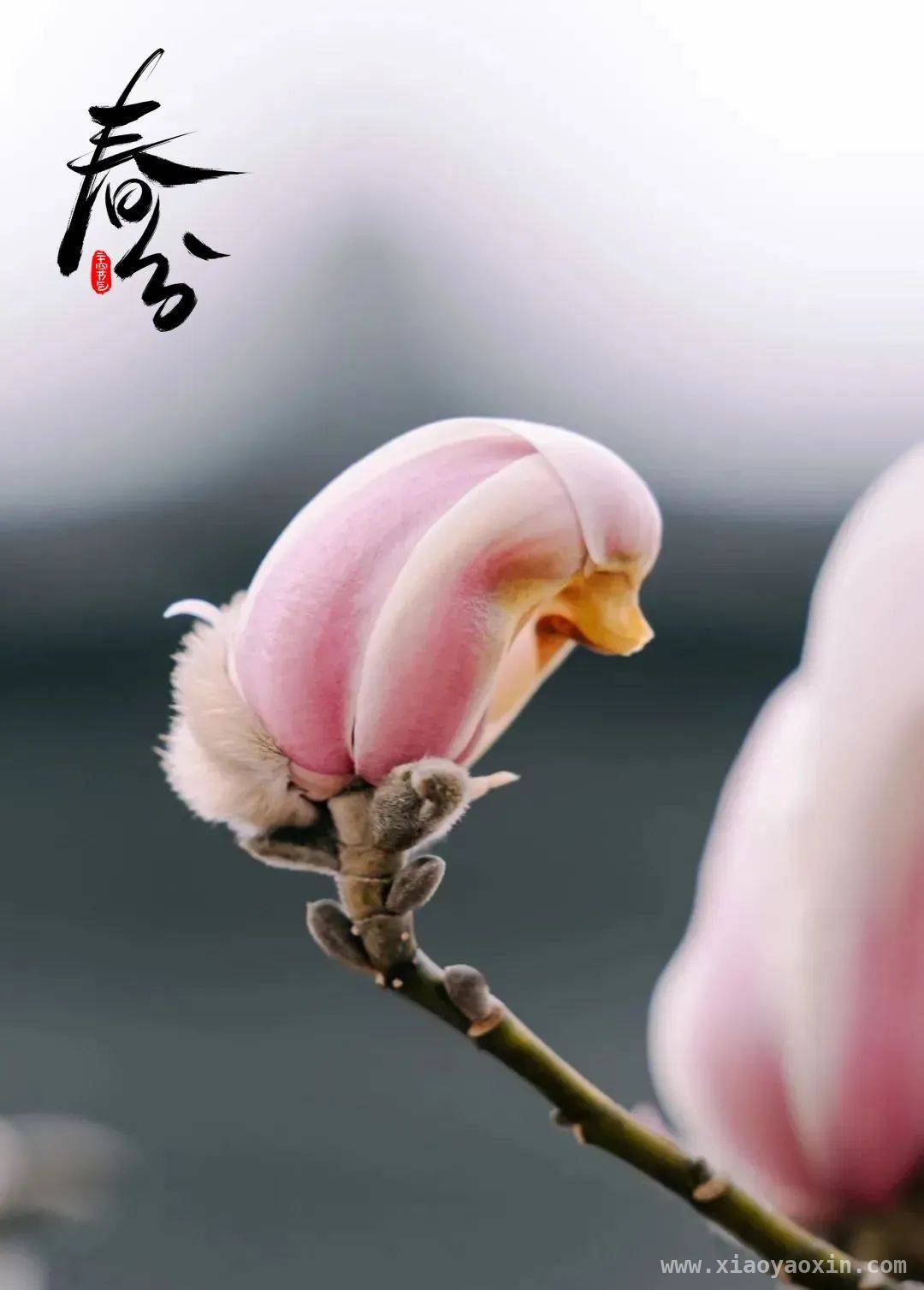 春分至，解锁春日独特密码