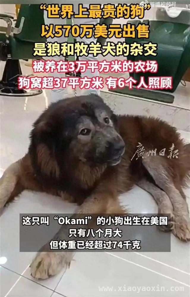 4125万的狼犬交易，看宠物富豪榜的“财富传奇”！，狼犬Okami高价出售，揭秘宠物界的富豪风云！