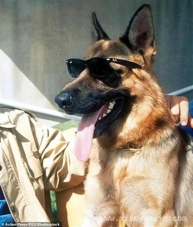 4125万的狼犬交易，看宠物富豪榜的“财富传奇”！，狼犬Okami高价出售，揭秘宠物界的富豪风云！