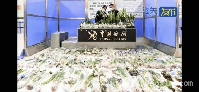 上海海关截获355株违规入境植株，背后生态风险几何？，上海海关截获355株植株，正规引进外来植物路在何方？