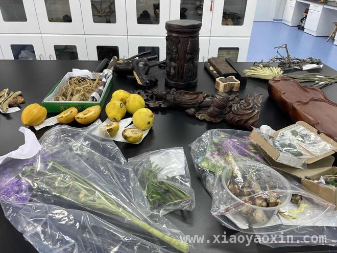 上海海关截获355株违规入境植株，背后生态风险几何？，上海海关截获355株植株，正规引进外来植物路在何方？