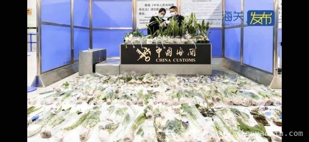 外来植物入境有门道，上海海关来科普！