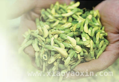 春分时节云南农贸市场：春花春菜开启春日美味盛宴 云南农贸市场的春分惊喜：春花春菜的独特魅力