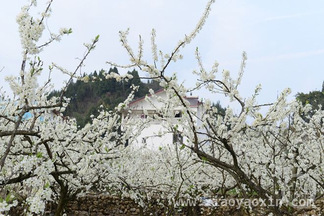 印盒村的春日之约：万亩李花绽放的浪漫，春日里，重庆印盒村李花开启梦幻之旅