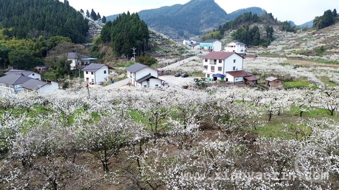 印盒村的春日之约：万亩李花绽放的浪漫，春日里，重庆印盒村李花开启梦幻之旅