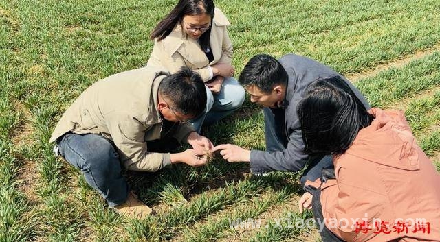 “千人下乡”行动，为淄博小麦丰收添动力，春日麦田焕生机，农技护航助丰收