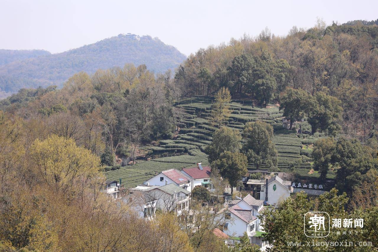 从抵触到热爱，年轻人为龙井传承添活力，龙井茶园里，22岁少年的坚守与担当
