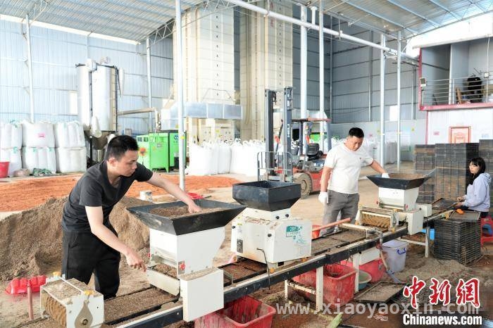 春分日象州育秧工厂：自动化育秧提效保粮安