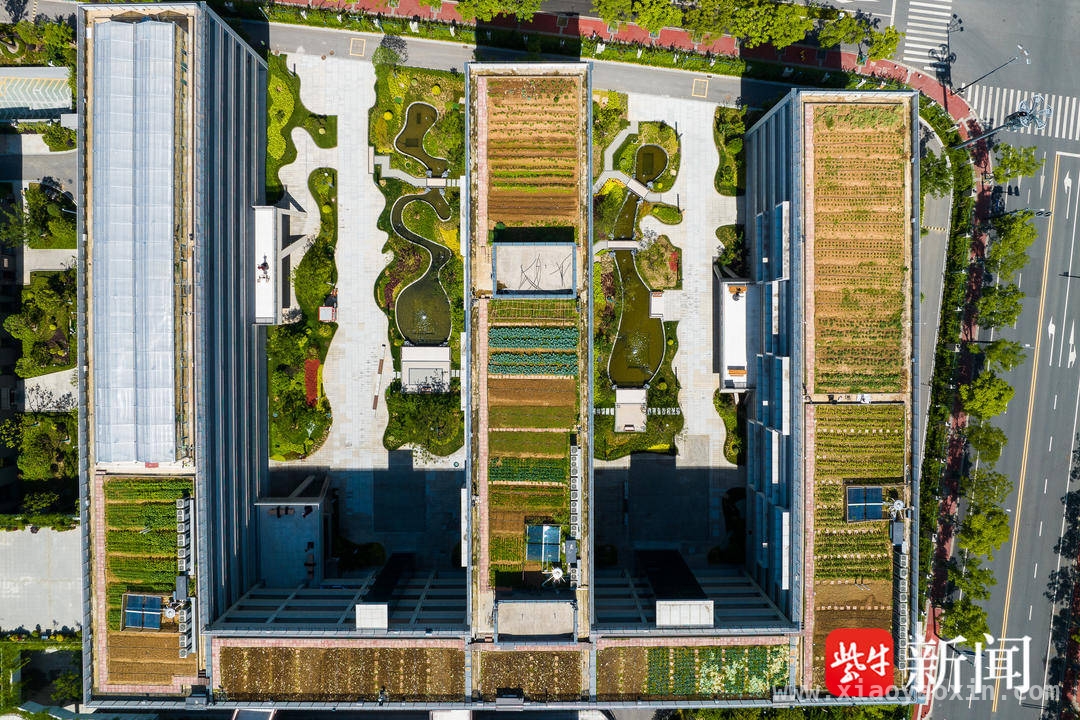 春意里，中华中学屋顶草莓助力高三“一模”
