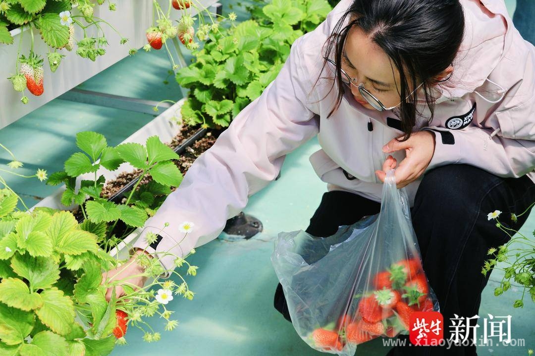 春意里，中华中学屋顶草莓助力高三“一模”