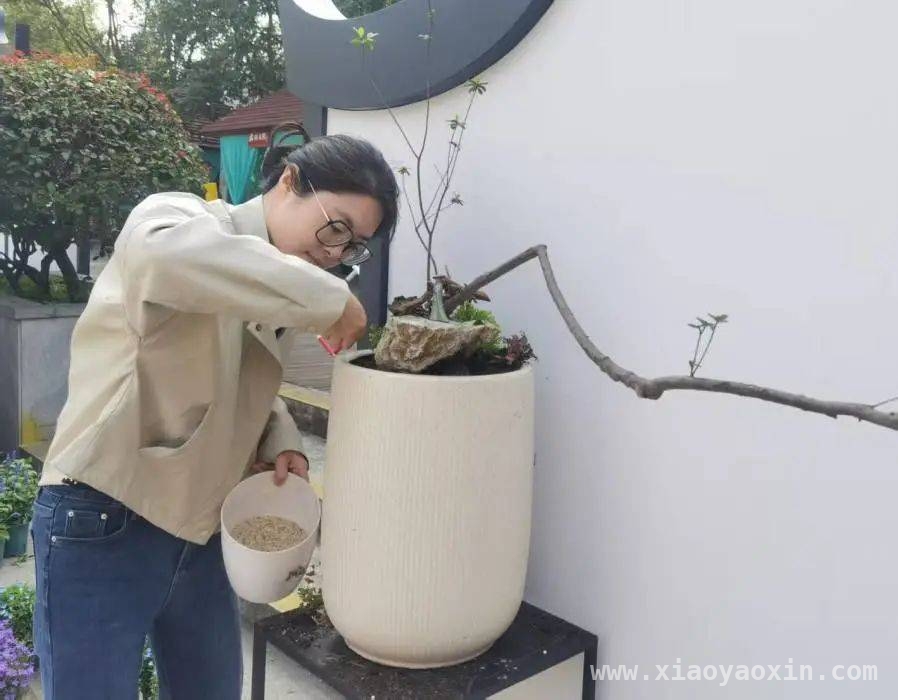 古韵新潮！福州园林杜鹃盆景惊艳亮相