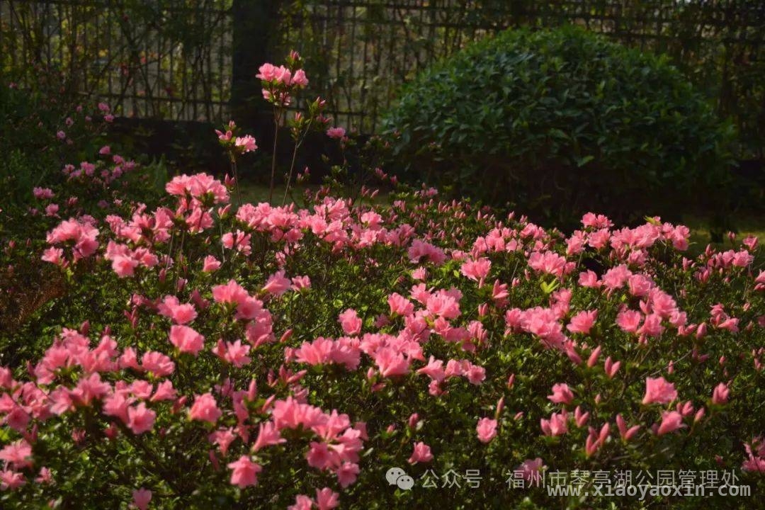 古韵新潮！福州园林杜鹃盆景惊艳亮相