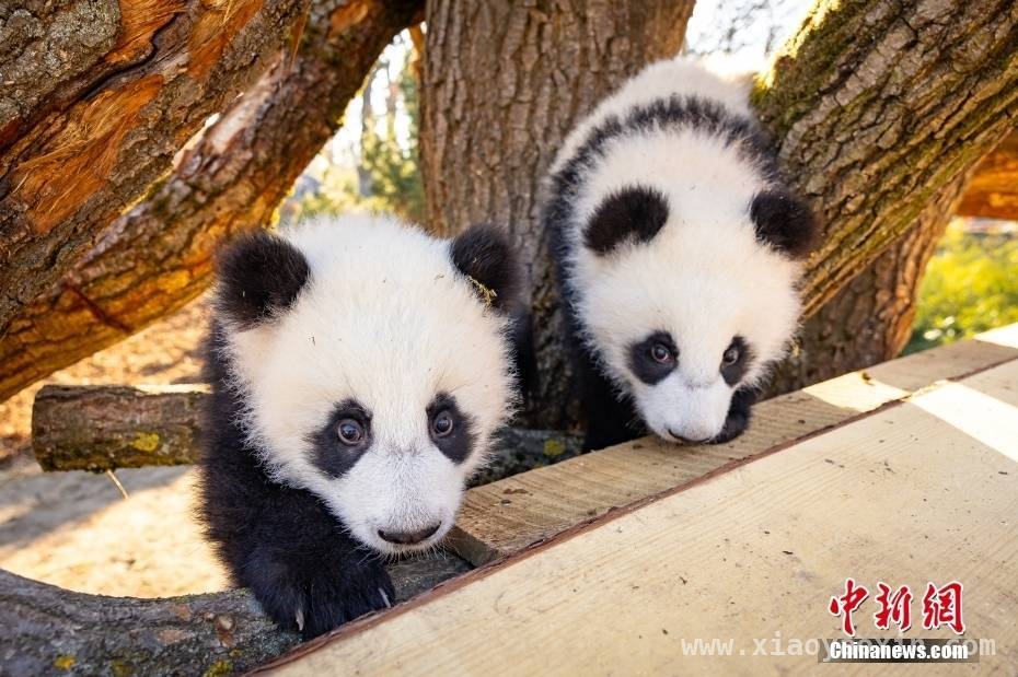 德国再迎熊猫萌趣时刻，“梦好”“梦甜”户外首登场！ 3月20日，德国柏林，“梦好”“梦甜”户外初体验！