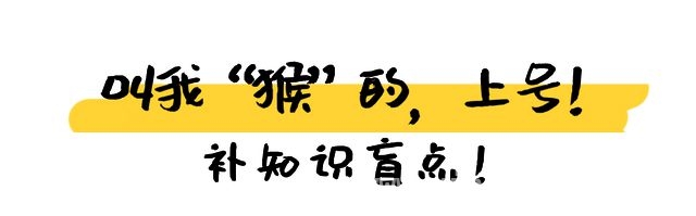 从濒危到“网红”，海南长臂猿的逆袭之路，海南长臂猿“吃播”爆火，带你探秘它的奇妙“猿生”