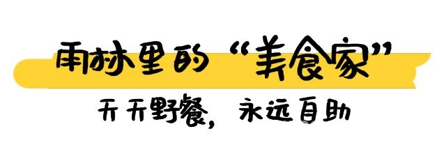 从濒危到“网红”，海南长臂猿的逆袭之路，海南长臂猿“吃播”爆火，带你探秘它的奇妙“猿生”