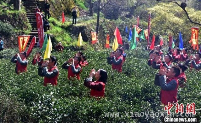 春分时节，武夷山“喊山祭茶”开启春茶季
