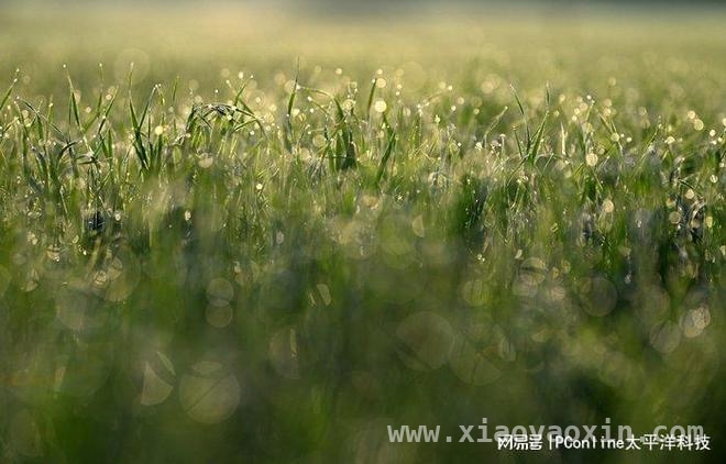 用尼康Z6Ⅲ，留住绿林里的美好瞬间，尼康Z6Ⅲ与尼克尔镜头：绿林里的人像拍摄神器
