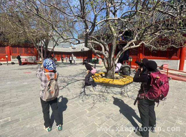 盼梨花盛开，智化寺邀您春日共赴赏花之约