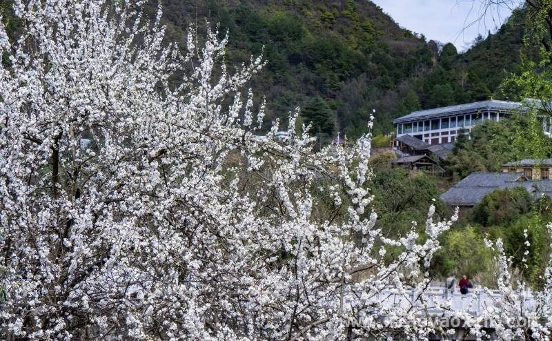 漫步十里河滩，感受春日繁花魅力 春日十里河滩，游客打卡赏花热地