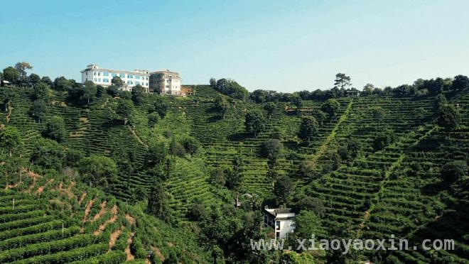 梧州六堡茶：在传承与创新中书写乡村振兴传奇 梧州六堡茶：千年古韵奏响乡村振兴新乐章