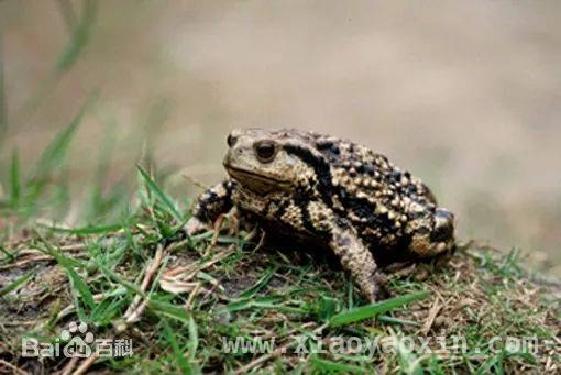 警惕！食用蟾蜍，珠海一男子付出生命代价，食用蟾蜍悲剧：珠海男子抢救无效身亡