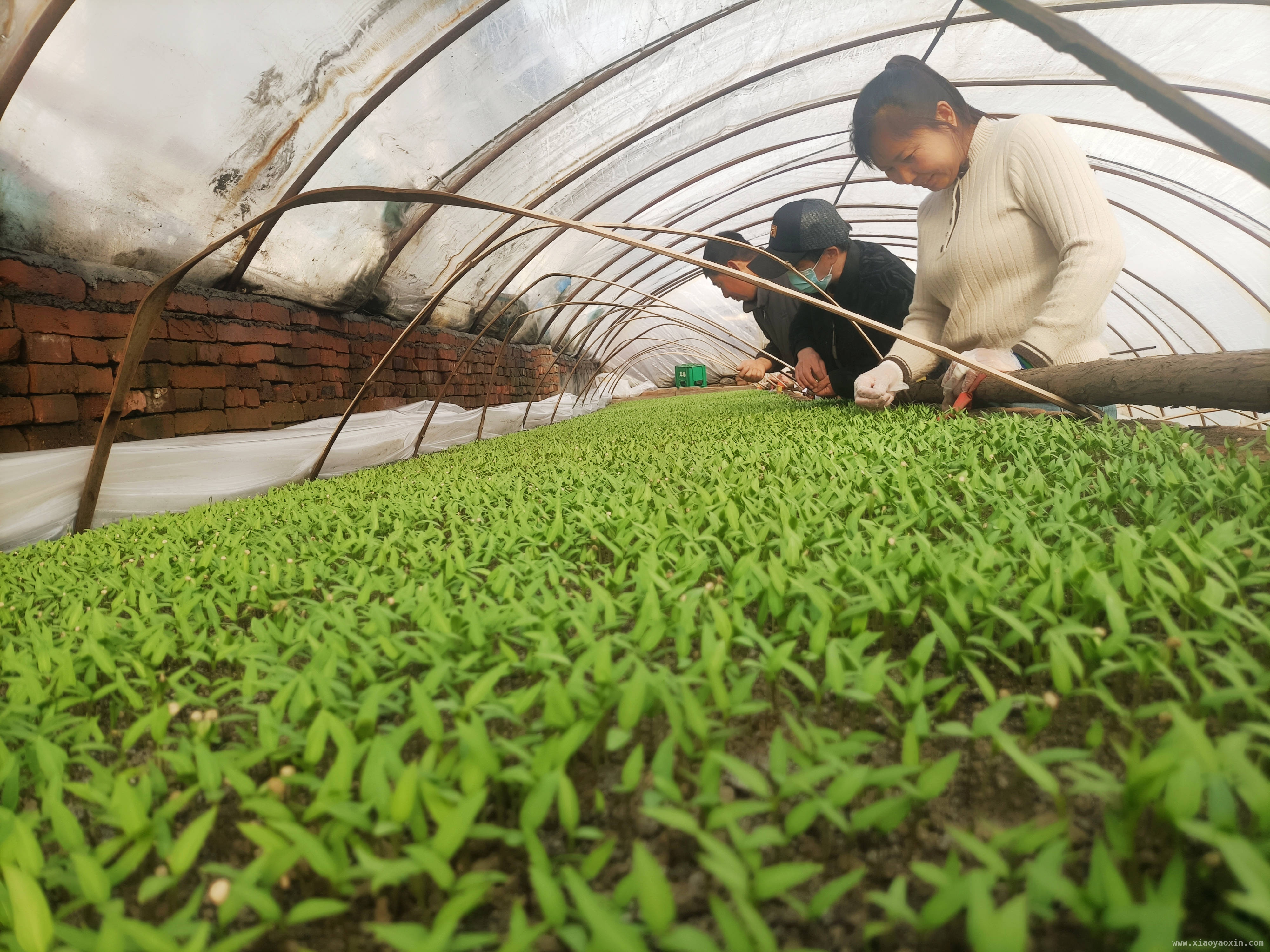 集贤镇：小小秧苗撑起村民致富大梦想，从传统到多元，集贤县乡村秧苗产业的华丽转身