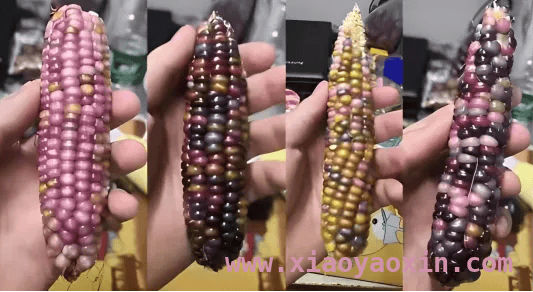 彩色玉米营养价值高，加工玉米也不差！ 超市常见加工玉米，是“僵尸玉米”吗？真相来了！