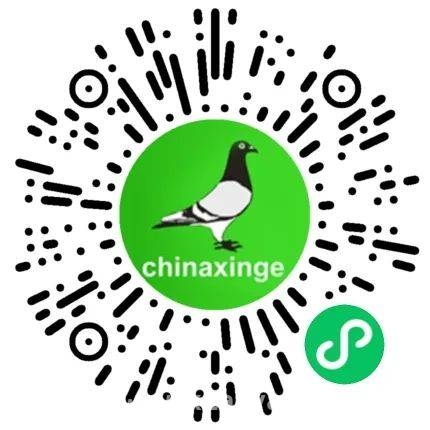 赛鸽公棚破局之道：天南铜都赛鸽中心的诚信传奇，天南铜都赛鸽中心：诚信办赛，铸就云南赛鸽公棚新名片