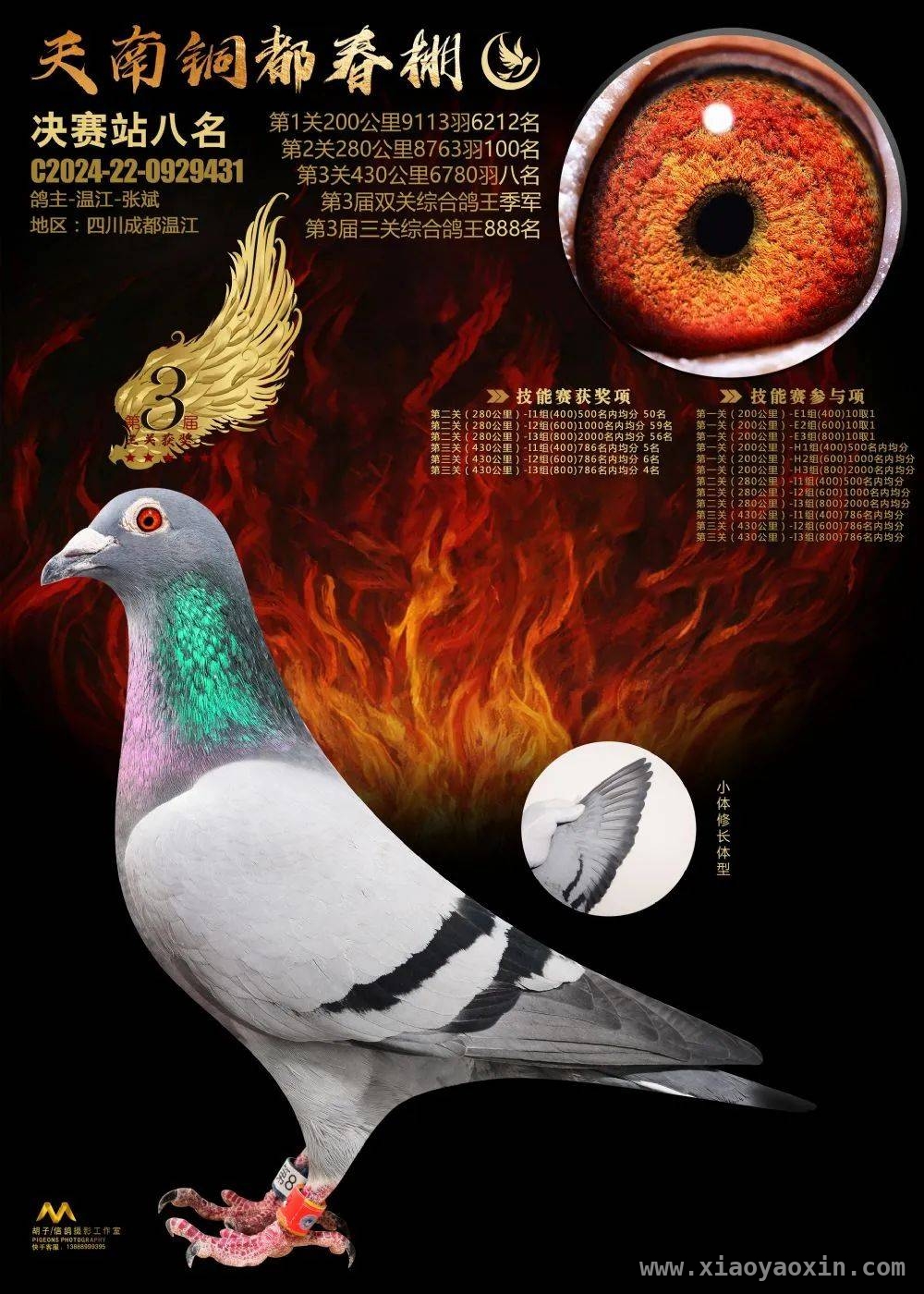 赛鸽公棚破局之道：天南铜都赛鸽中心的诚信传奇，天南铜都赛鸽中心：诚信办赛，铸就云南赛鸽公棚新名片