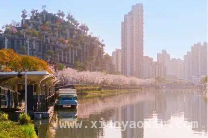 漫步普陀，邂逅春日浪漫打卡地