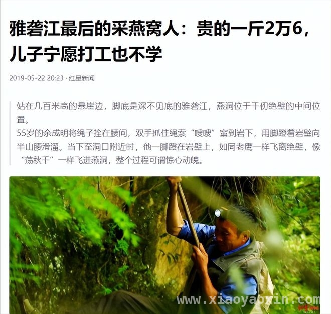 天价燕窝背后：传统手艺难敌年轻人的城市梦 采燕窝：从“财富密码”到传承难题