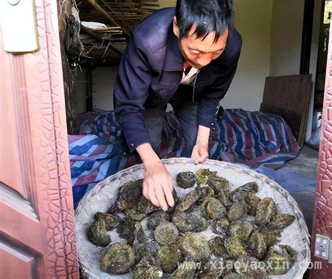 天价燕窝背后：传统手艺难敌年轻人的城市梦 采燕窝：从“财富密码”到传承难题