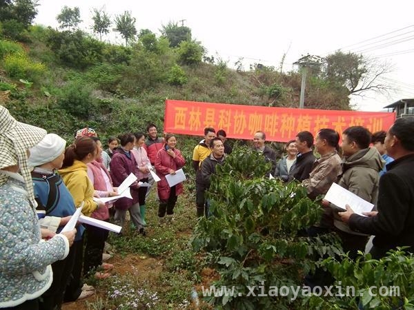 走进西林县咖啡种植培训现场，感受产业发展活力 西林县咖啡培训促产业升级，农民增收有盼头