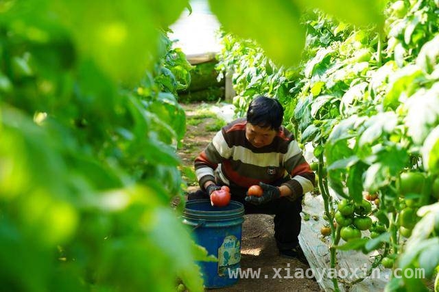 春日沁阳，北金村蔬菜与南里村菜籽书写增收传奇，沁阳乡村产业升级：北金村蔬菜、南里村菜籽开启致富新篇