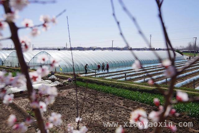 春日沁阳，北金村蔬菜与南里村菜籽书写增收传奇，沁阳乡村产业升级：北金村蔬菜、南里村菜籽开启致富新篇
