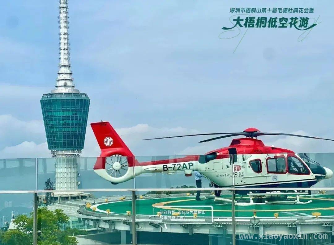 梧桐山低空花游，让你换个视角赏杜鹃！