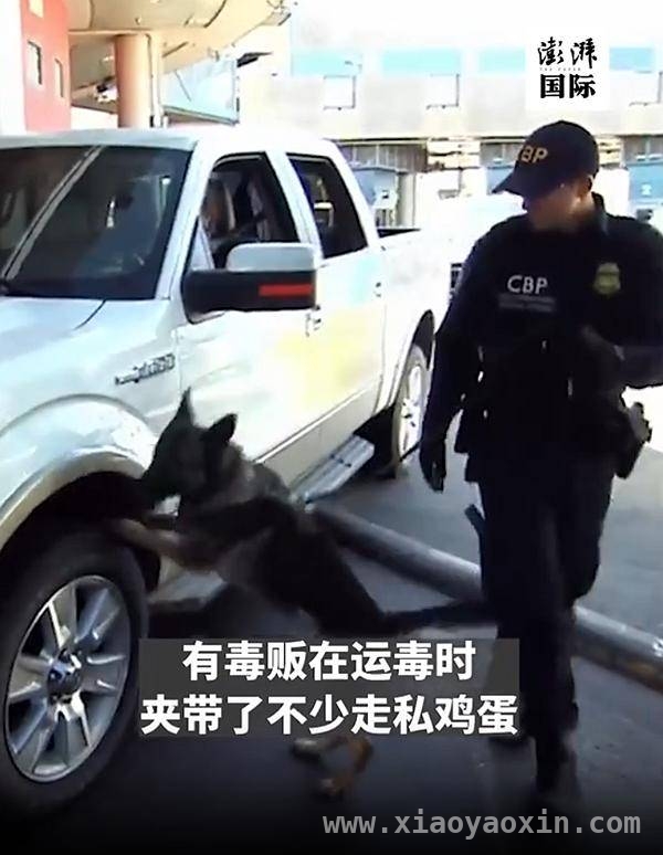 特朗普上任两月，美国鸡蛋价格居高不下，欧洲“救蛋”难，美国蛋荒危机：毒贩走私、窃贼偷蛋，欧洲拒绝支援