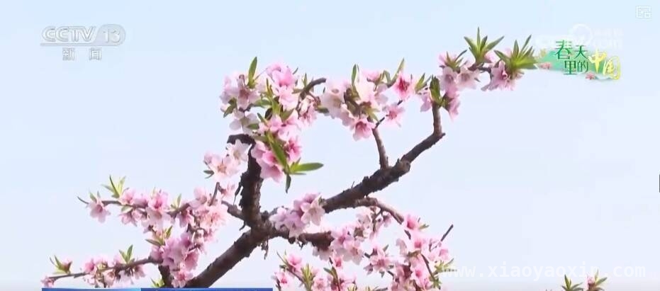 桃花早盛美，枣阳桃产业带富一方百姓，枣阳桃花绽放，农文旅融合激活乡村振兴密码