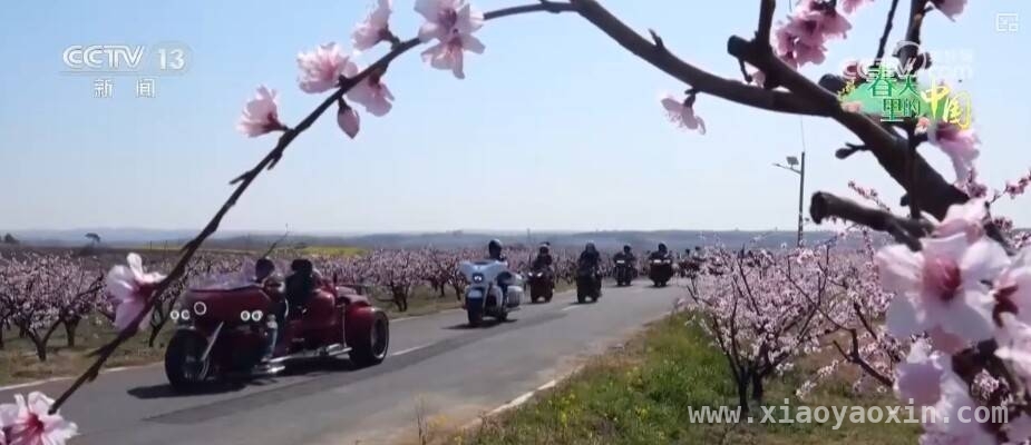桃花早盛美，枣阳桃产业带富一方百姓，枣阳桃花绽放，农文旅融合激活乡村振兴密码
