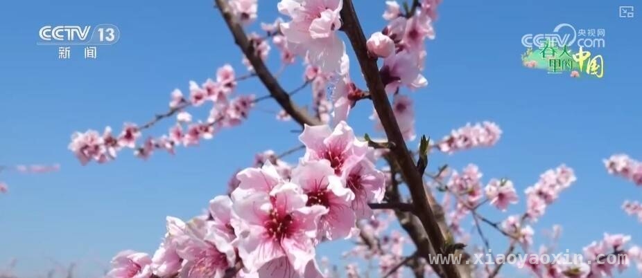 桃花早盛美，枣阳桃产业带富一方百姓，枣阳桃花绽放，农文旅融合激活乡村振兴密码