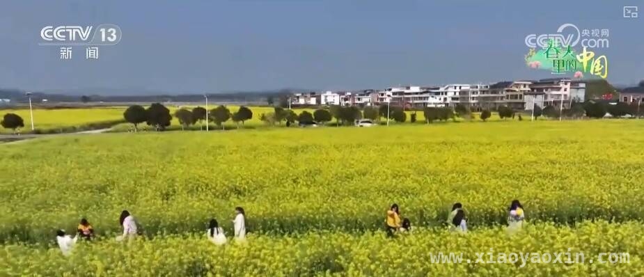 桃花早盛美，枣阳桃产业带富一方百姓，枣阳桃花绽放，农文旅融合激活乡村振兴密码